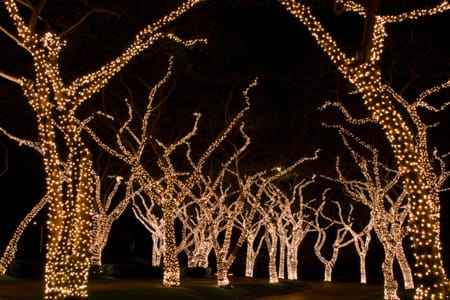 trees with lights at night
